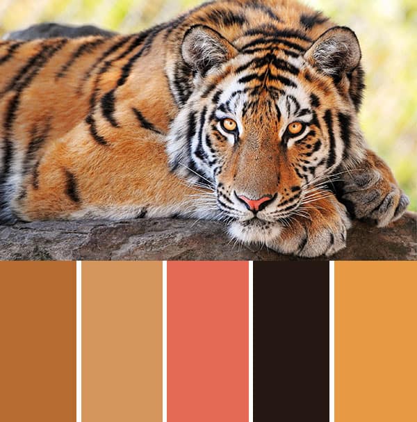 Tiger Colour Scheme2