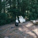 A Yellow, Bird & Asian Inspired Wedding - Emma & Rex - Nisharavji Emmaandrex