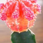 A Latin Inspired Beach Wedding: Jessabelle & Angel - Segundo Valle Kates Captures Photography Kcp Low