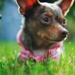 Love in Bloom: Chelsea & Chris's Rustic Garden Wedding - Chelsea Chris Bfreed Weddings Chelsea Chris Low