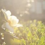 A Shabby Chic Champagne Brunch Wedding: Jeannine & Gib - Thibaut Shellenberger Lizard Nickel Photography Gibjeannine Low