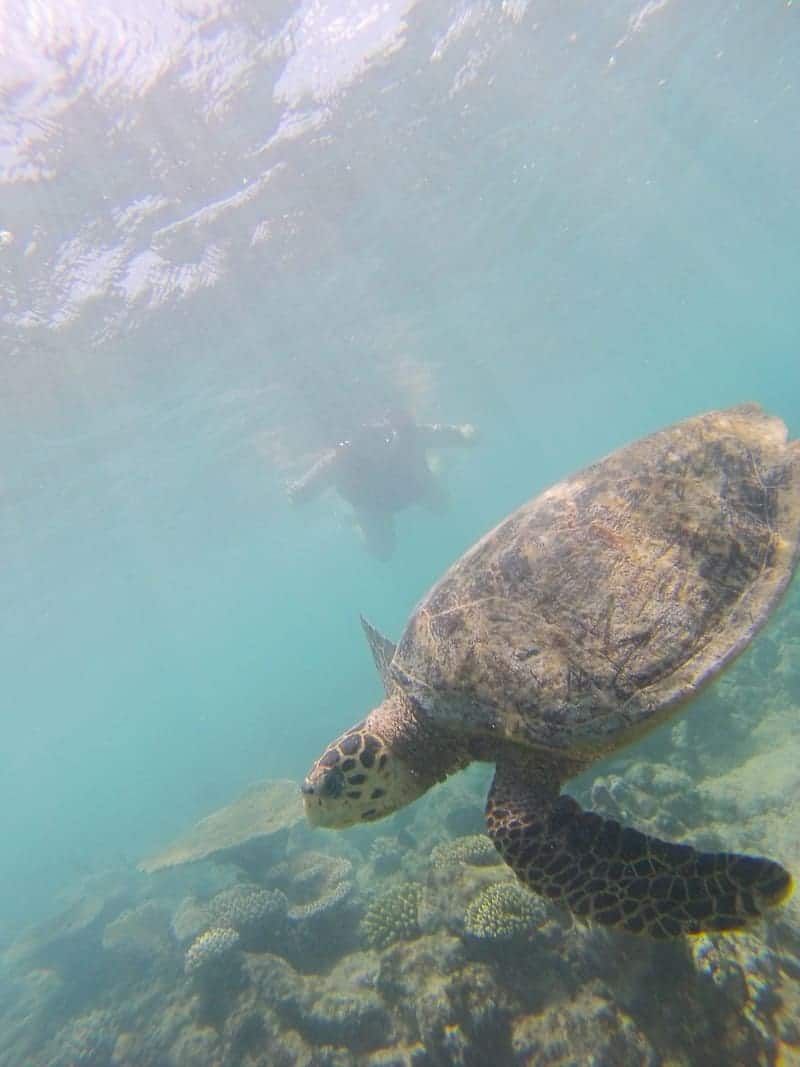 GoPro Turtles in the Maldives with kuoni Travel