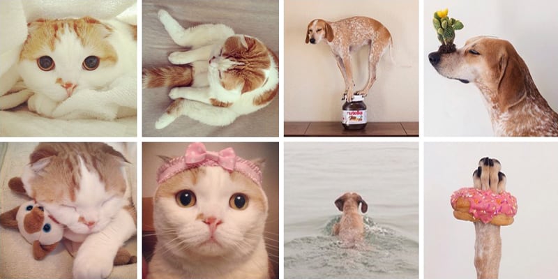 Must Follow Animals on Instagram