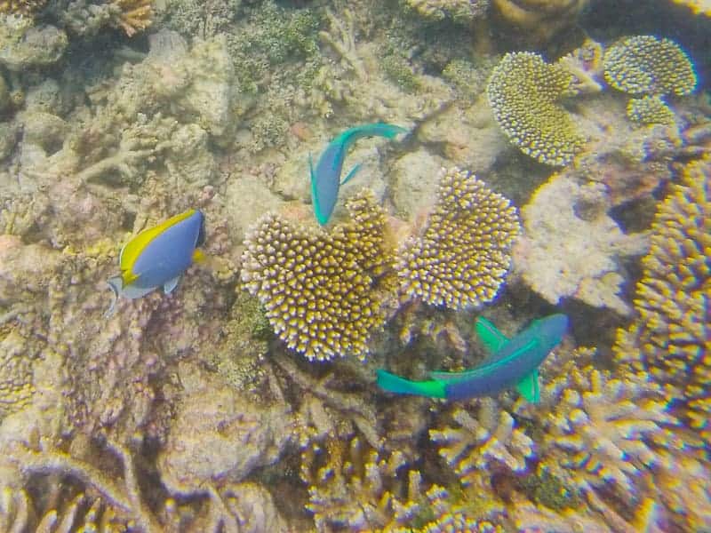 Bespoke Bride in the Maldives GoPro