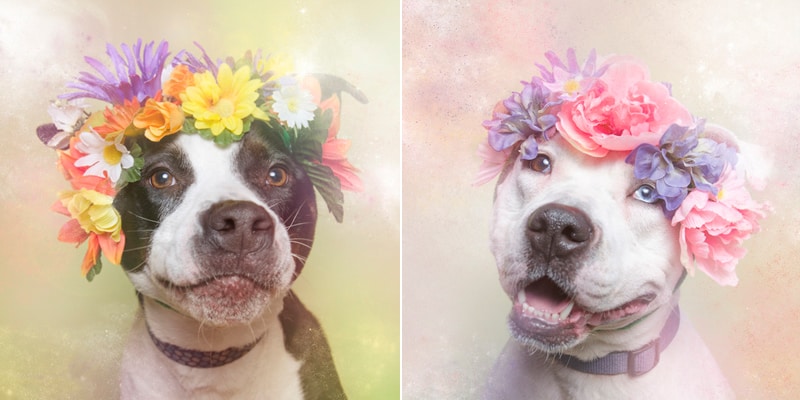 Pitbull makeover with flower crowns by Sophie Gamand