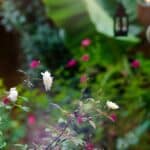 A New Orleans Second Line Wedding Parade: Samantha & Daniel - New Orleans Wedding Second Line Wedding Parade Brooch Bouquet Diy Wedding Invitations Masquerade