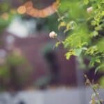 A New Orleans Second Line Wedding Parade: Samantha & Daniel - New Orleans Wedding Second Line Wedding Parade Brooch Bouquet Diy Wedding Invitations Masquerade