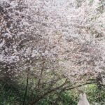 A Moody Woodland Styled Shoot - A Moody Fall Woodland Styled Shoot