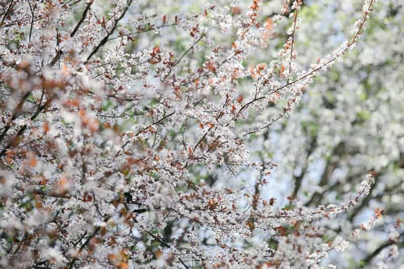 A Moody Fall Woodland Styled Shoot (27)