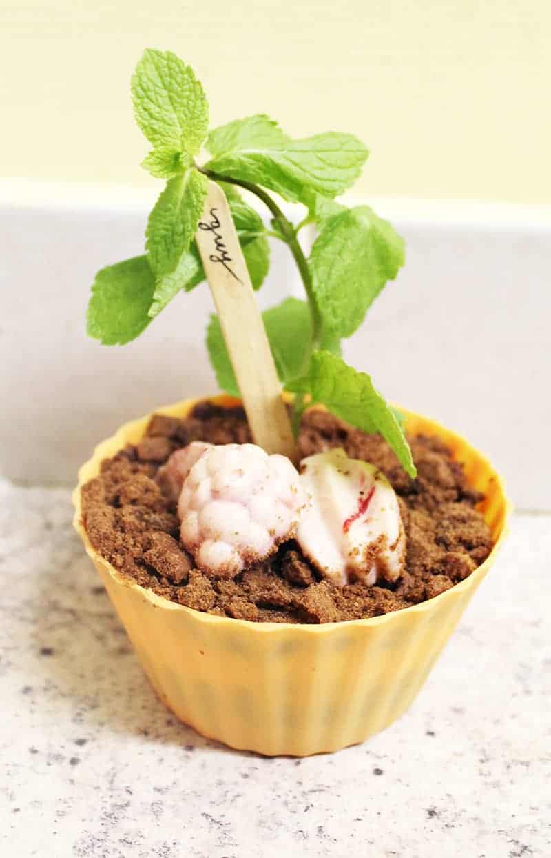 Banoffee Dessert Plant Fun Unique Favors DIY Pudding 6