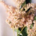 Bohemian Ballet: A Blush & Gold Styled Shoot - Ellisweddingsstyledshoot Sazchapmanphotography