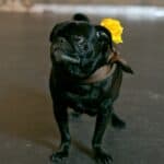 Let's Get Lost in Steampunk Style - Steampunk Wedding Inspiration Metals Bride Shoot