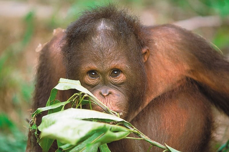 10 Unique honeymoon activities- Orangutans Borneo