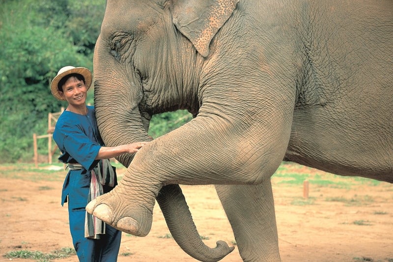 10 Unique honeymoon activities - elephant mahout