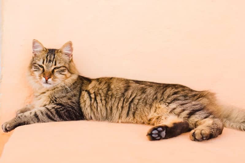 Santorini Oia Travel Guide Reccomendations Honeymoon Colourful Place Greece_-33