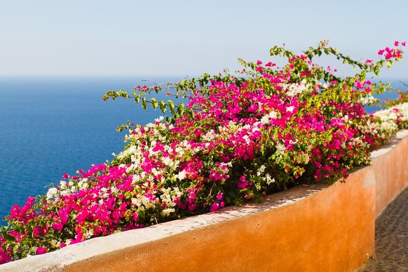 Santorini Oia Travel Guide Reccomendations Honeymoon Colourful Place Greece_-59