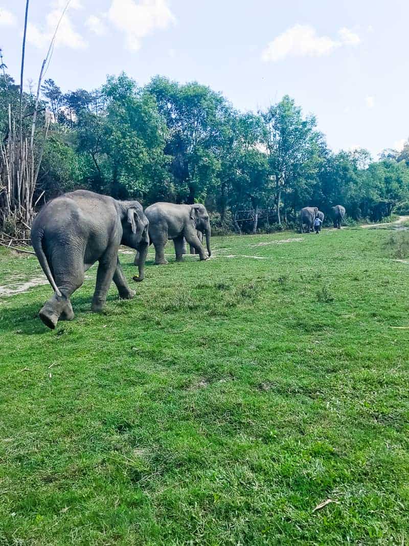 Elephant Jungle Santuary Chang Mai Thailand Ethical Sustainable Eco-Tourism Welfare-40
