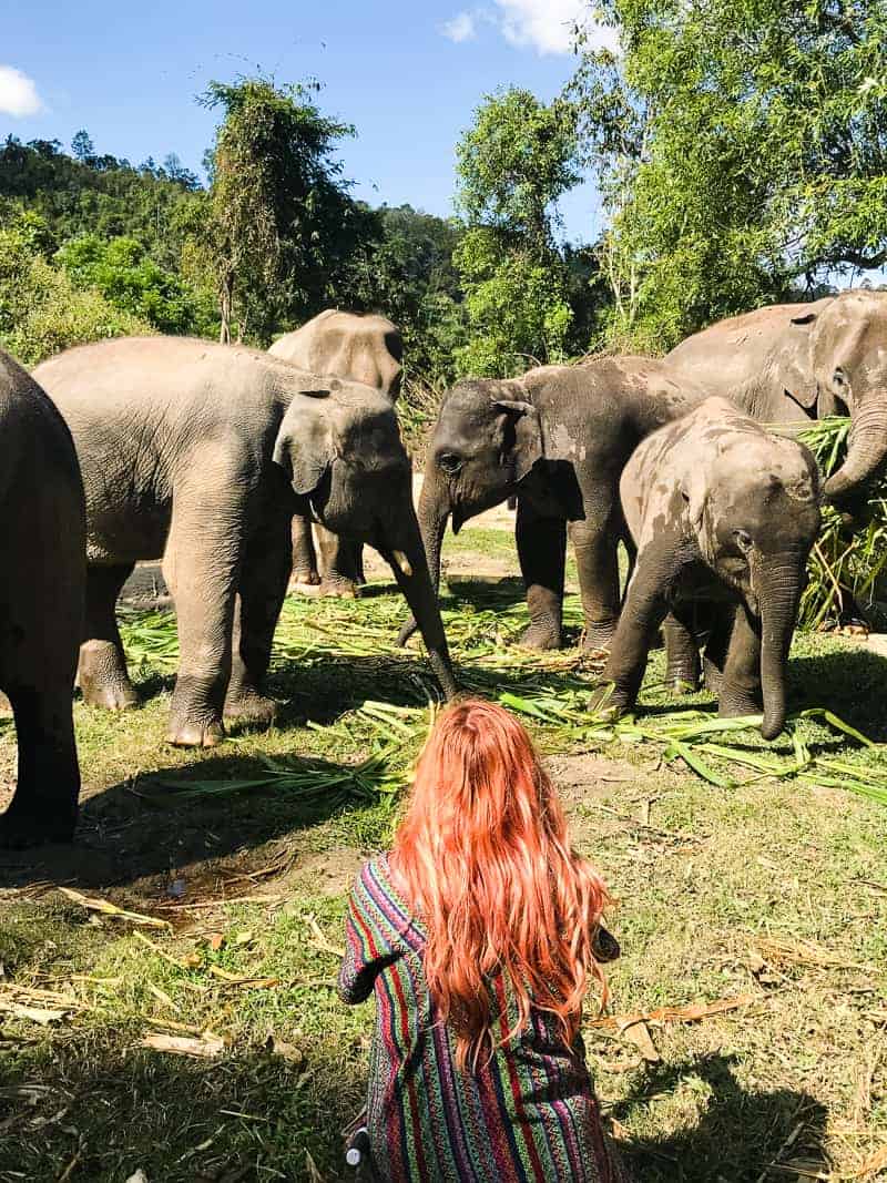 Elephant Jungle Santuary Chang Mai Thailand Ethical Sustainable Eco-Tourism Welfare-43