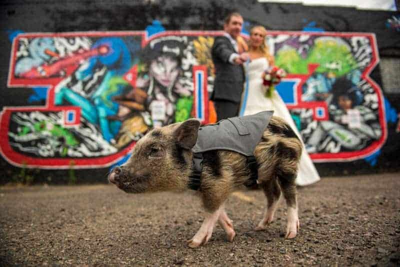 Wedding at Chatfield Botanic Gardens: THIS COUPLE INVITED THEIR PET PIG TO BE THEIR RING BEARER!!