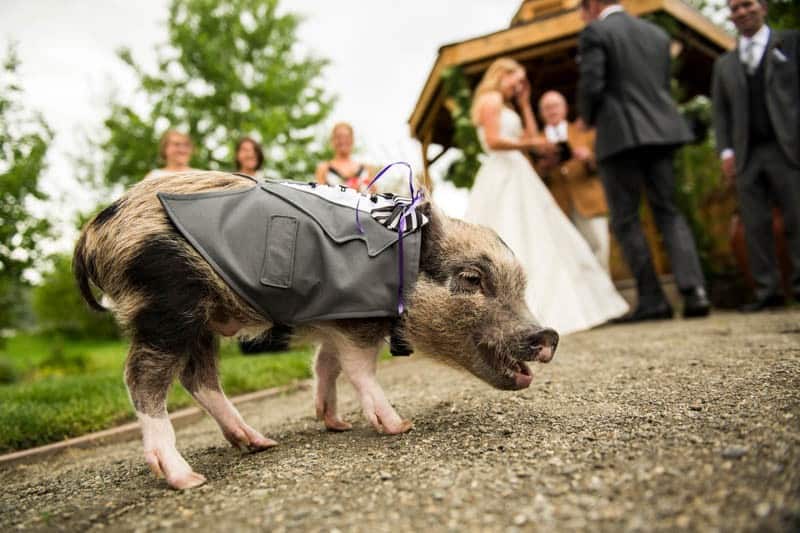 FUNKY COLORADO THEMED WEDDING WITH A PET PIG (7)