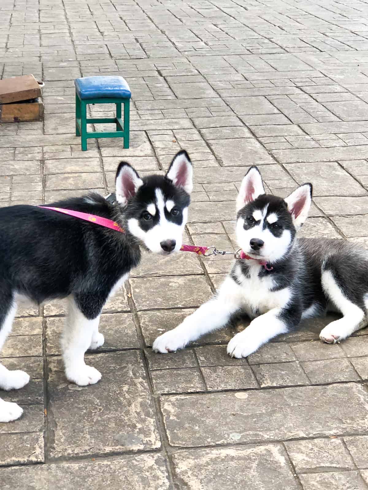 A Guide To San Cristobal, Chiapas Mexico A GUIDE TO SAN CRISTOBAL, CHIAPAS MEXICO - Chiapas San Cristobal