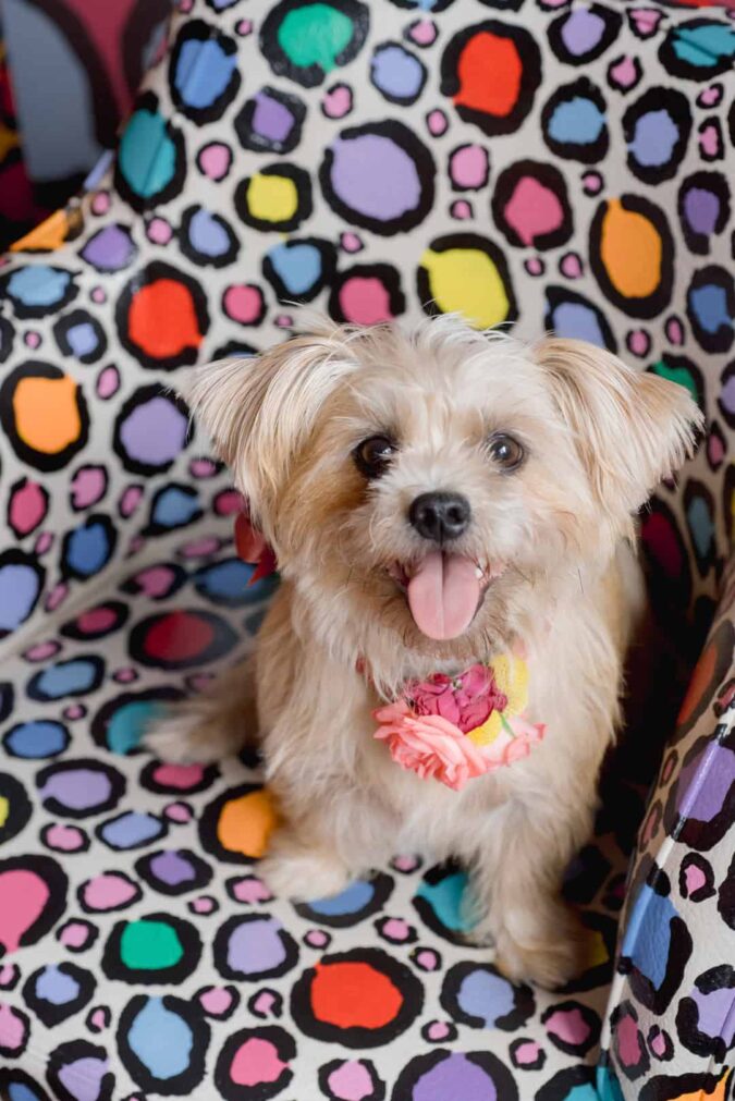COLOURFUL LEOPARD PRINT PATTERN THEME BRIDAL PORTRAITS IN SAINT KATE ARTS HOTEL A UNIQUE WEDDING VENUE IN MILWAUKEE (5)