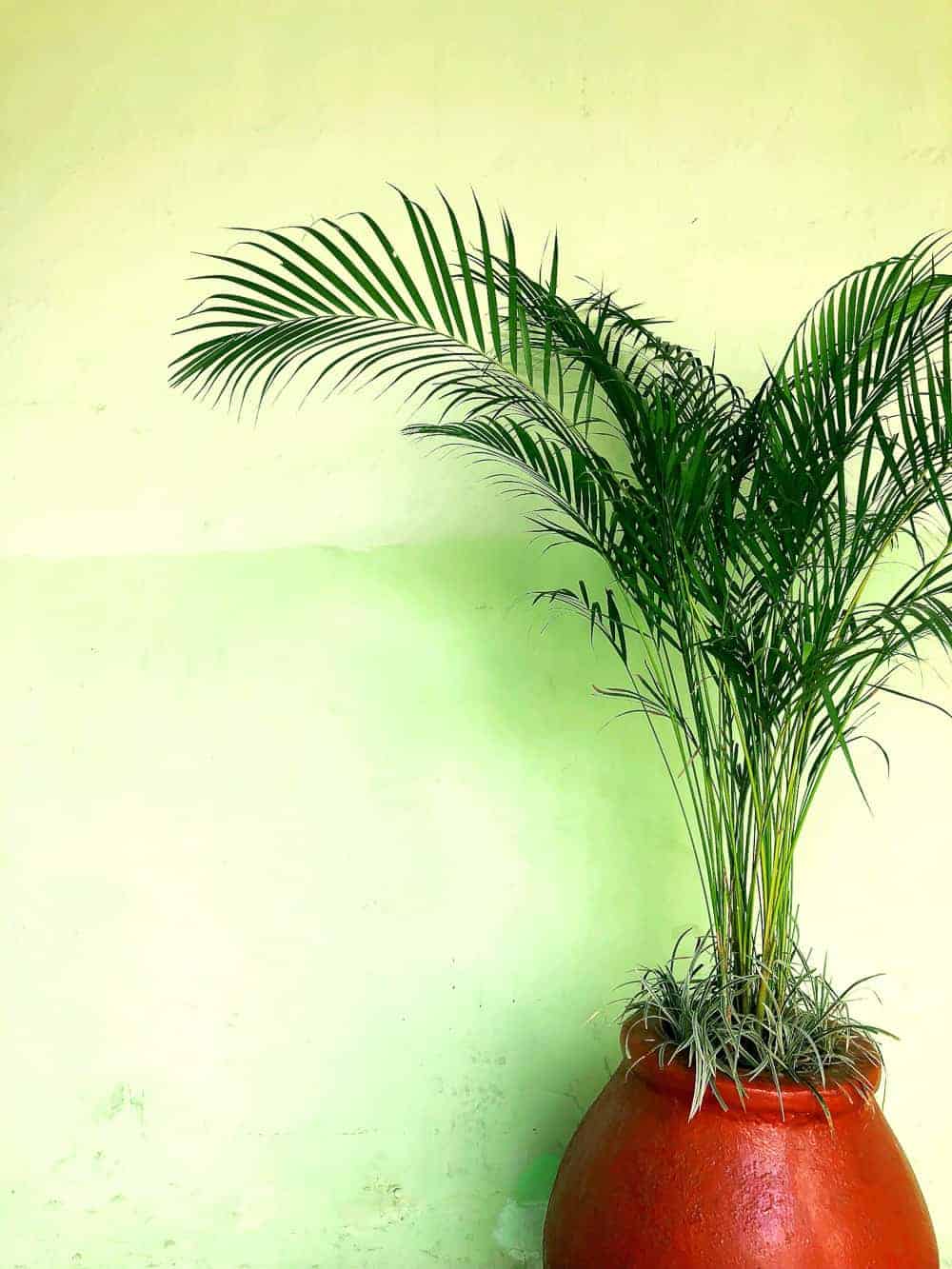 THE ULTIMATE GUIDE TO MERIDA, MEXICO - Visiting Merida Mexico Travel Guide Restaurants Bars Hotels What To Do Merida