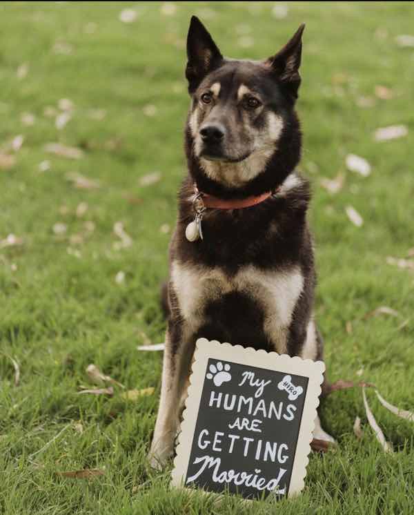 Things to know When Involving a Pet in Your Wedding