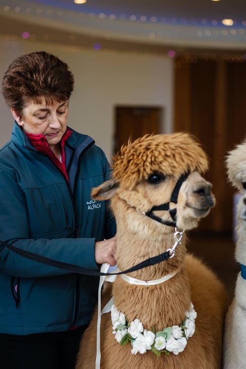 woodend alpacas