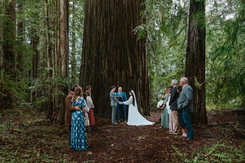 a Redwood National Park wedding