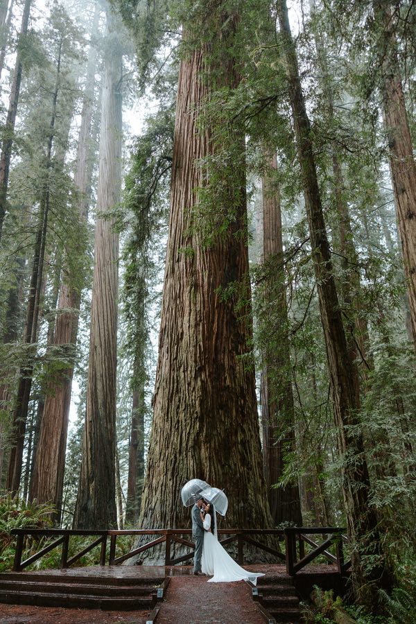 bride and groom with umbrella at Redwood National Park wedding